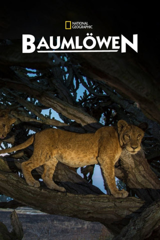 Baumlöwen (2018)