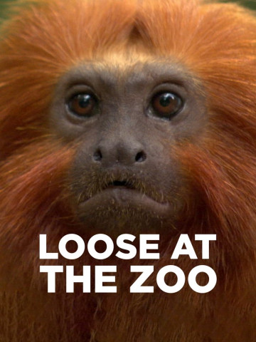 Loose at the Zoo (2007)
