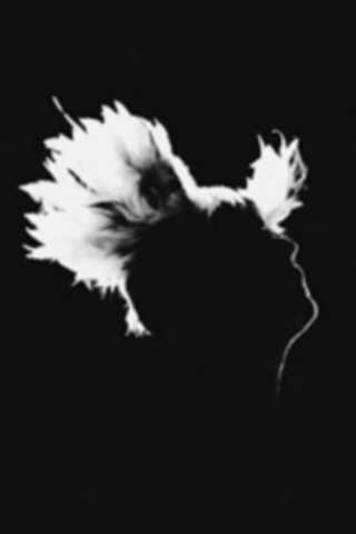 M - Bercy 17.12.2010 (2011)