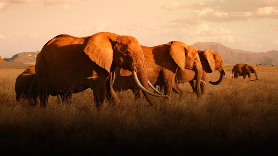 Die Elefantenmutter (2019)