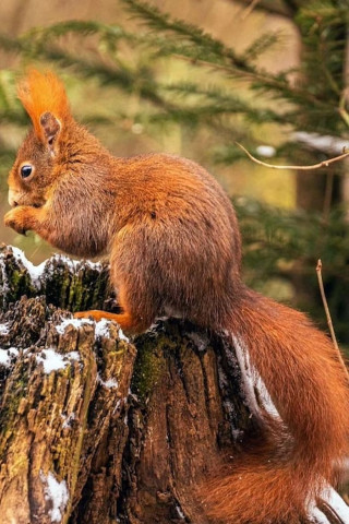 Unsere Wälder (2017)