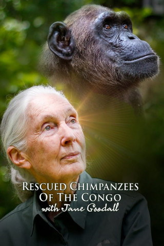 Schimpansen im Kongo mit Jane Goodall (2021)