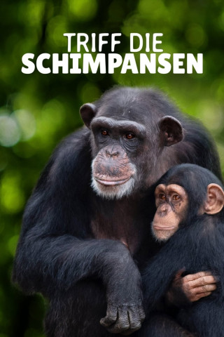 Triff die Schimpansen (2020)