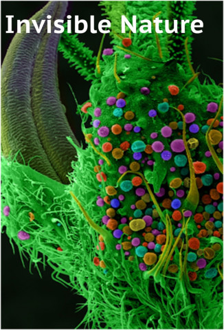 Die geheime Welt der Pflanzen (2014)