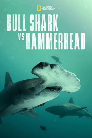 Bullenhai vs. Hammerhai (2023)
