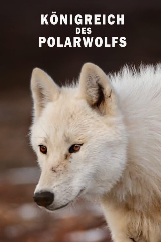 Königreich des Polarwolfs (2019)