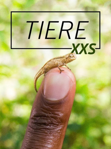 Tiere XXS (2017)
