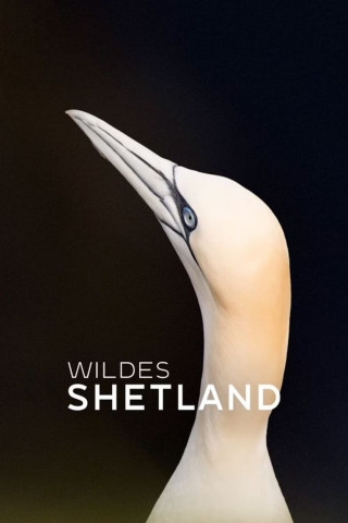 Wilde Shetlands (2019)
