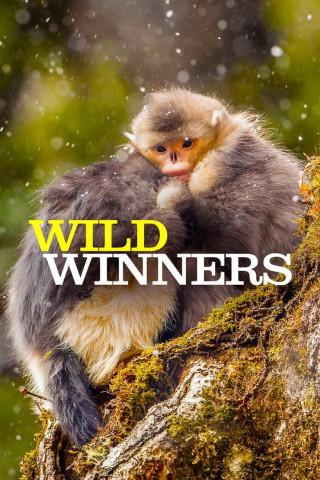 Wild Winners - Helden der Tierwelt (2016)