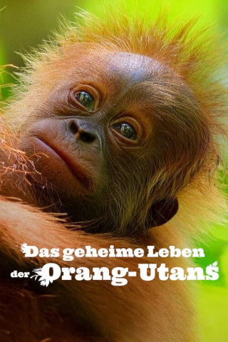 Das geheime Leben der Orang-Utans (2024)