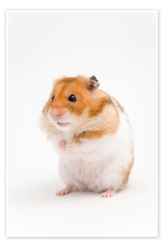 Bis dass die Freunde euch scheiden (2016)