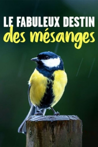 Kleine Meise ganz groß (2022)