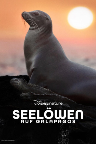 Seelöwen auf Galapagos (2025)