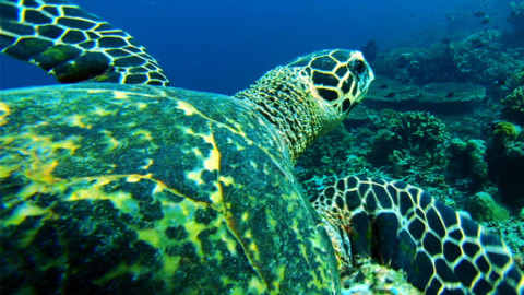 Secret Life of Predators (2013)