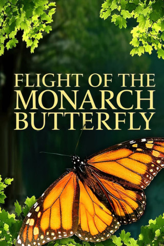 Flight of the Monarch Butterfly (2012)