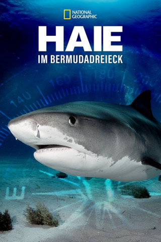 Haie im Bermudadreieck (2020)