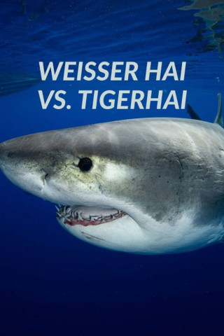 Weißer Hai vs. Tigerhai (2022)